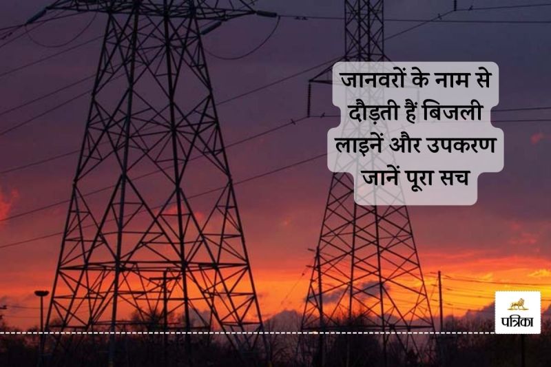 Rajasthan Electricity Department Good Information Panther Zebra Dog and Wolf