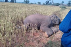 Elephant died due to current: धान के खेत में लगा रखा था करंट वायर, दल से
बिछडक़र पहुंचे हाथी की मौत, आरोपी गिरफ्तार - image