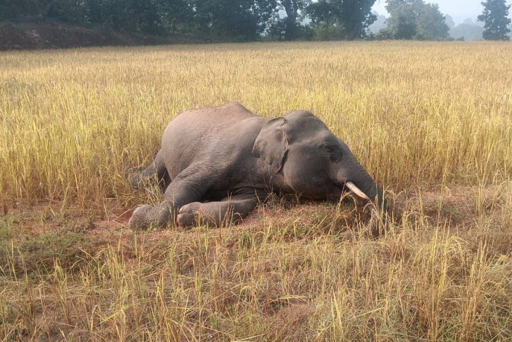 Elephant died due to current