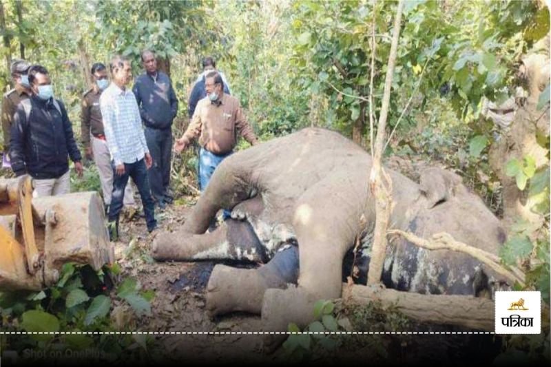 Elephant died