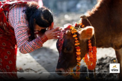 Gopashtami 2024: 9 नवंबर को है गोपाष्टमी, जानें इस खास दिन पर गाय की पूजा करने
का महत्व - image