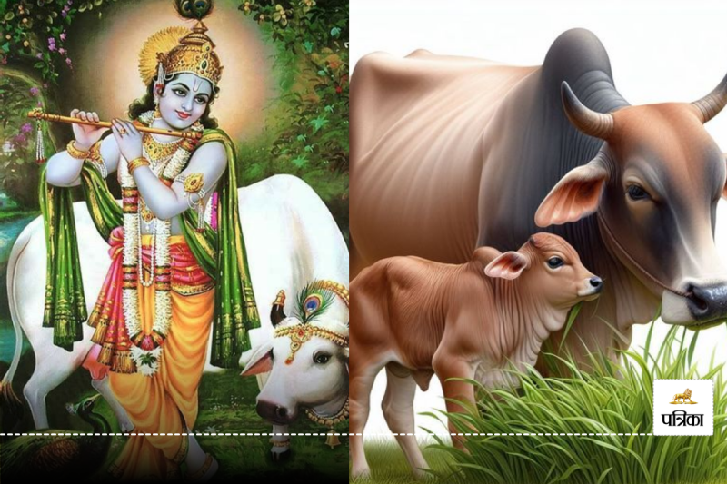 Gopashtami 2024 Shubh Muhurt Puja Vidhi Kab Hai Gopashtami mahatv
