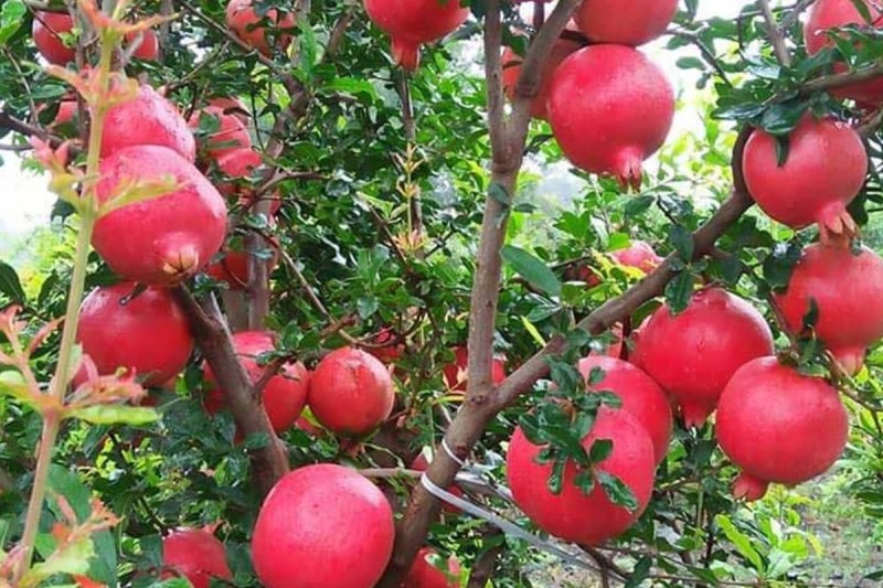 Sindoori Pomegranate