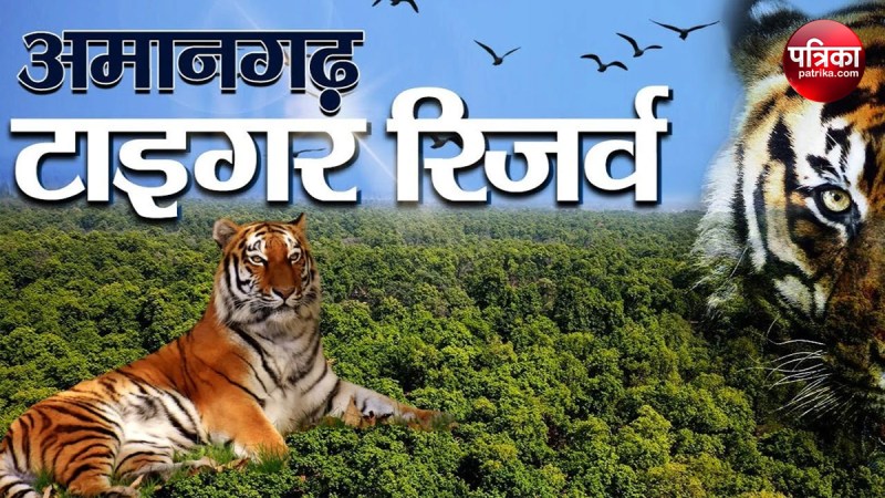 Jungle safari starts in Amangarh Tiger Reserve