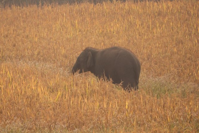 ट्रैंक्यूलाइज कर हाथी के बच्चे को बांधवगढ़ ले जा रही टीम