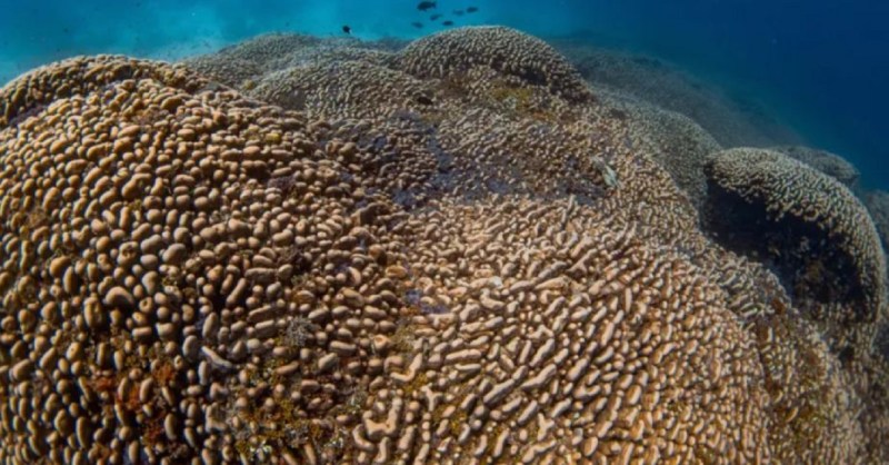 Multivitamins Could Help Save the Coral Reefs, New Research Shows