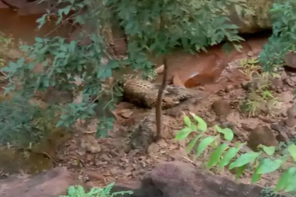 Leopard dead body found in forest