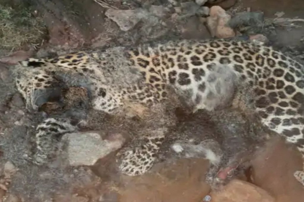 Leopard dead body found in forest