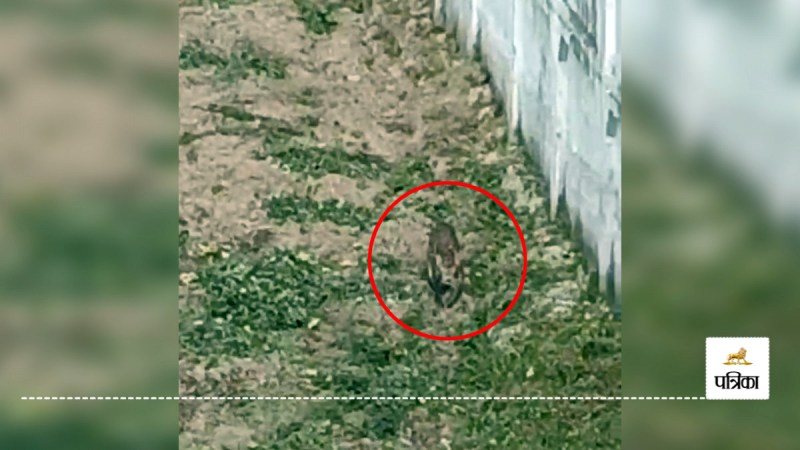 Leopard seen in Amroha