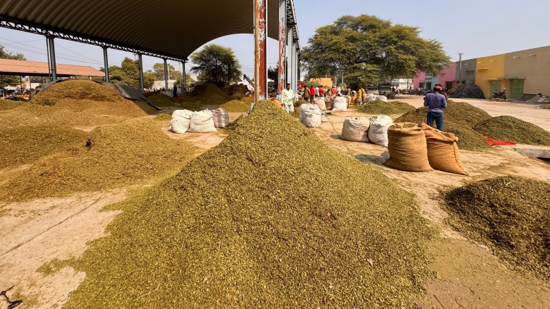 Mehendi in bhawani mandi