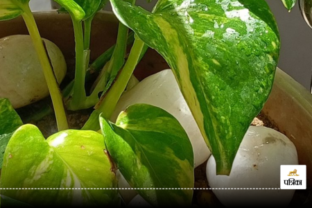 Money Plant Growing Tips