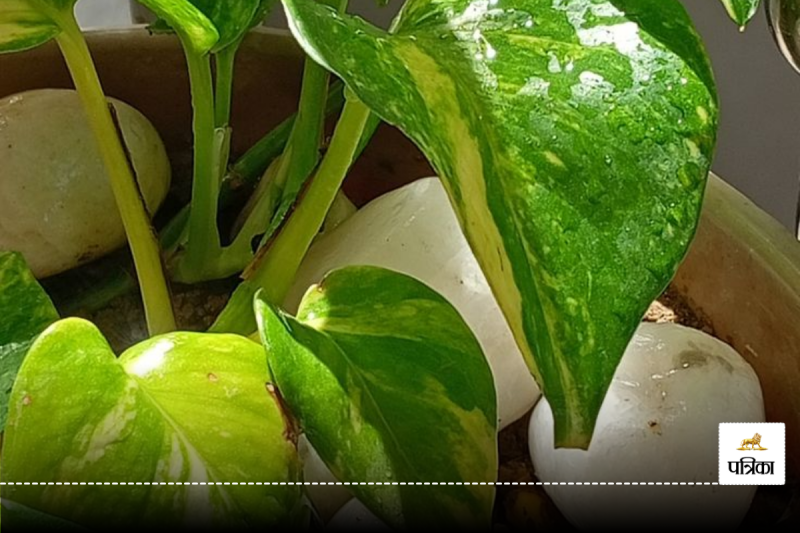 Money Plant Growing Tips