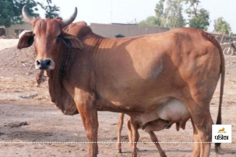 Nand Baba Dugdh Mission Yojna