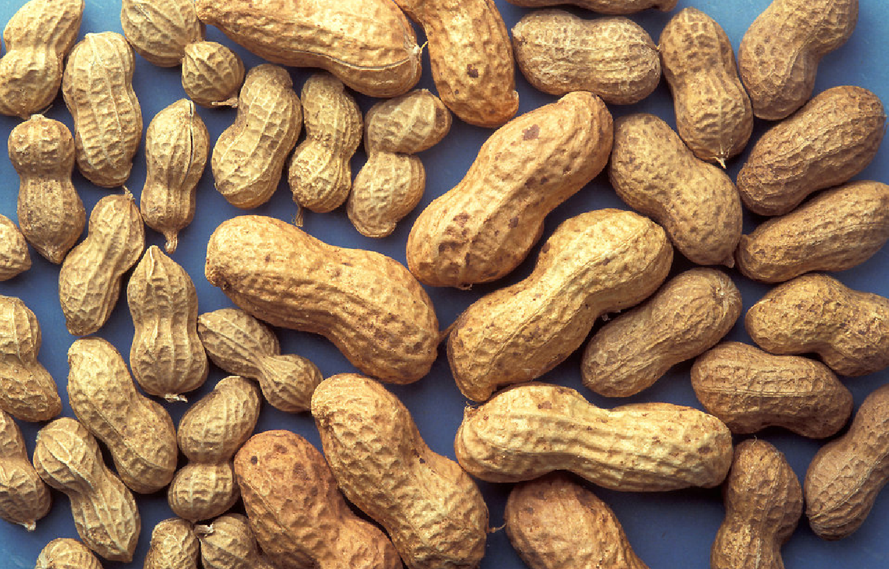 Peanut Benefits: खाएं पोषक तत्वों से भरपूर मूंगफली, रहें सेहतमंद