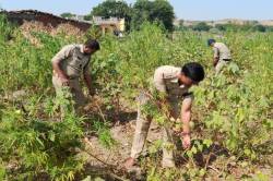 खेत देखकर दंग रह गई 5 थानों की पुलिस, 6 फीट तक लहरा रही थी गांजे की फसल - image