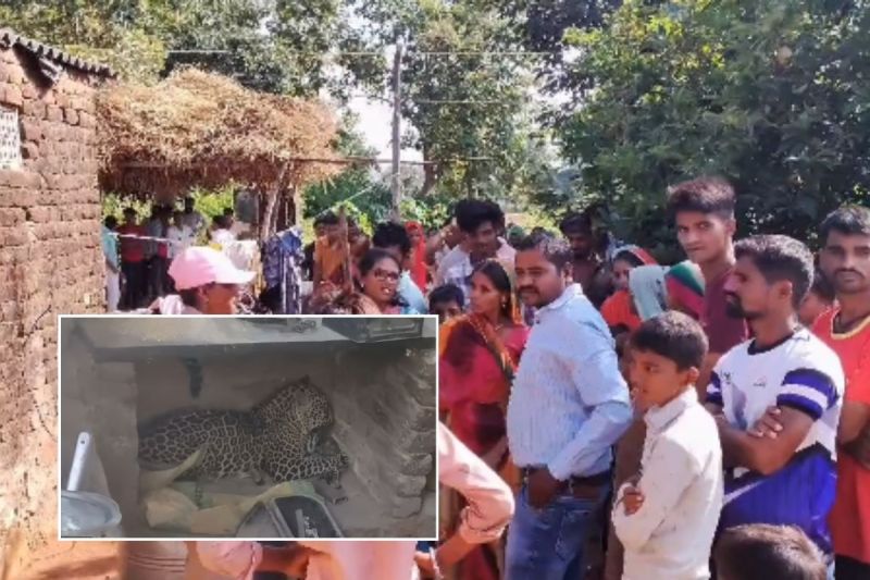 Panther Movement in residential area, Villagers are in panic