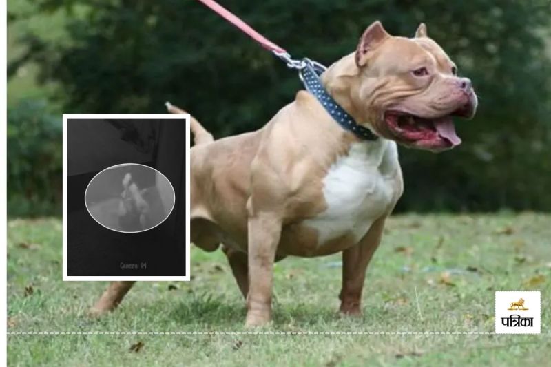 Pitbull Dog Seeing Attitude Panther Ran Away Jaipur Video Viral