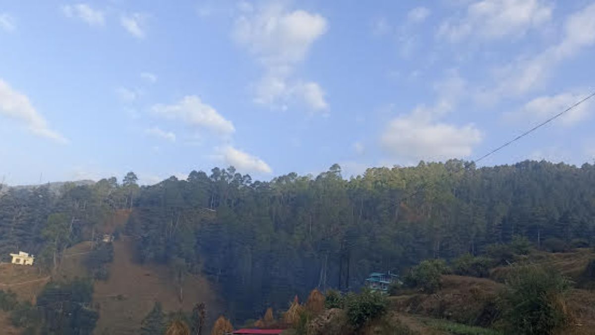 Preparations have started to cut five lakh trees growing between the fire lines in Uttarakhand