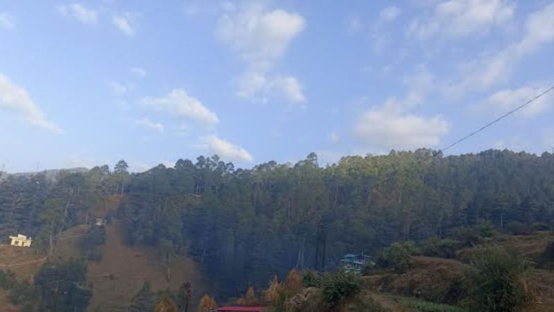 Preparations have started to cut five lakh trees growing between the fire lines in Uttarakhand