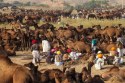 Pushkar Fair 2024: Begins Tomorrow with Spectacular Sights, Police on Alert