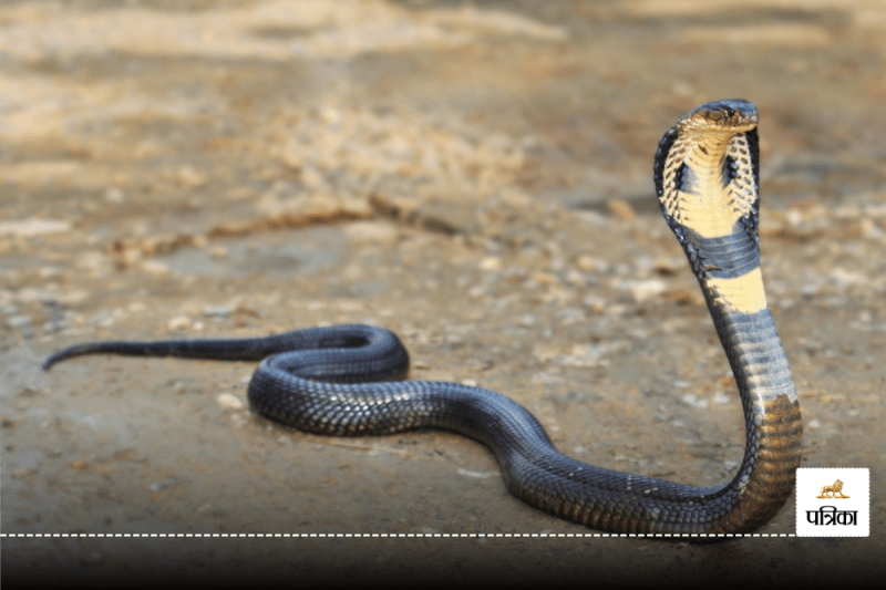 Naag- Nagin Amazing Facts