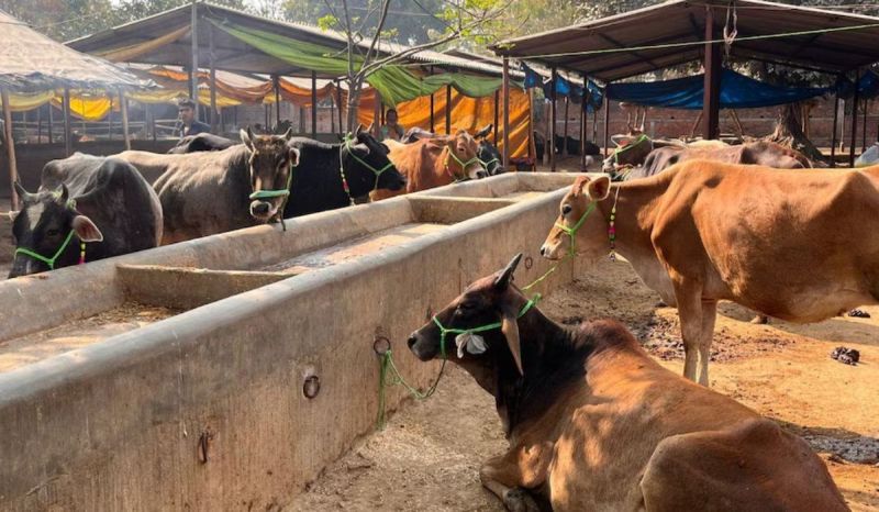 Strict rules are going to be implemented for cow-buffalo rearing in urban areas