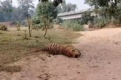 Tiger death case: गोमार्डा अभ्यारण्य डॉग स्क्वायड की टीम बाघ की मौत की कर रही है
जांच, विसरा भेजा गया लैब - image