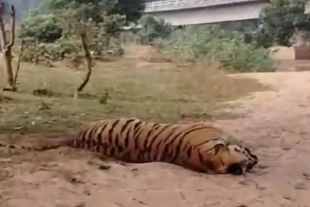 Tiger death case