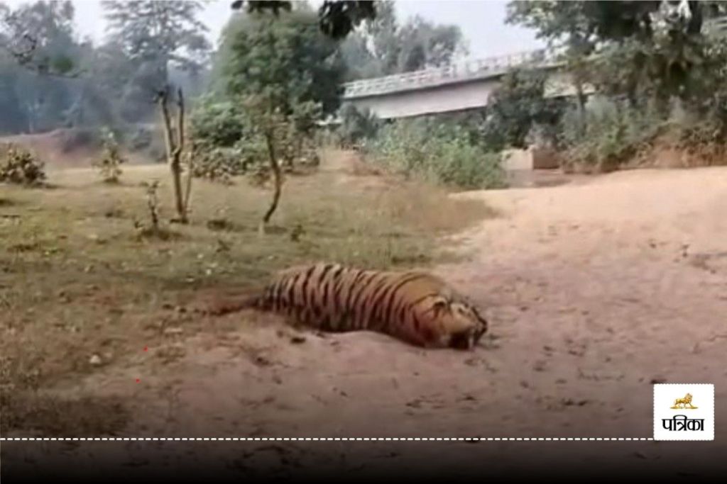 Tiger death case