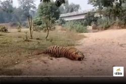 Tiger death case: सीसीएफ ने डिप्टी रेंजर और बीटगार्ड को किया सस्पेंड, रेंजर को
थमाया नोटिस, मांगा जवाब - image