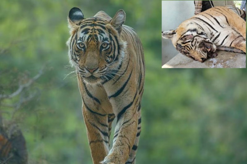 Tiger killed in Rajasthan
