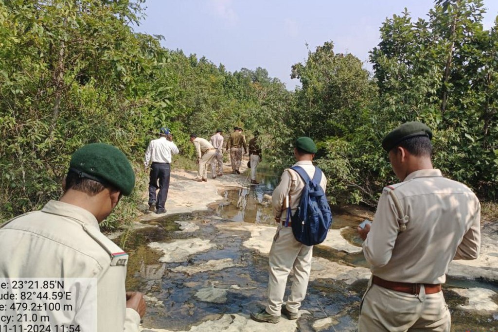 Tiger in Surajpur