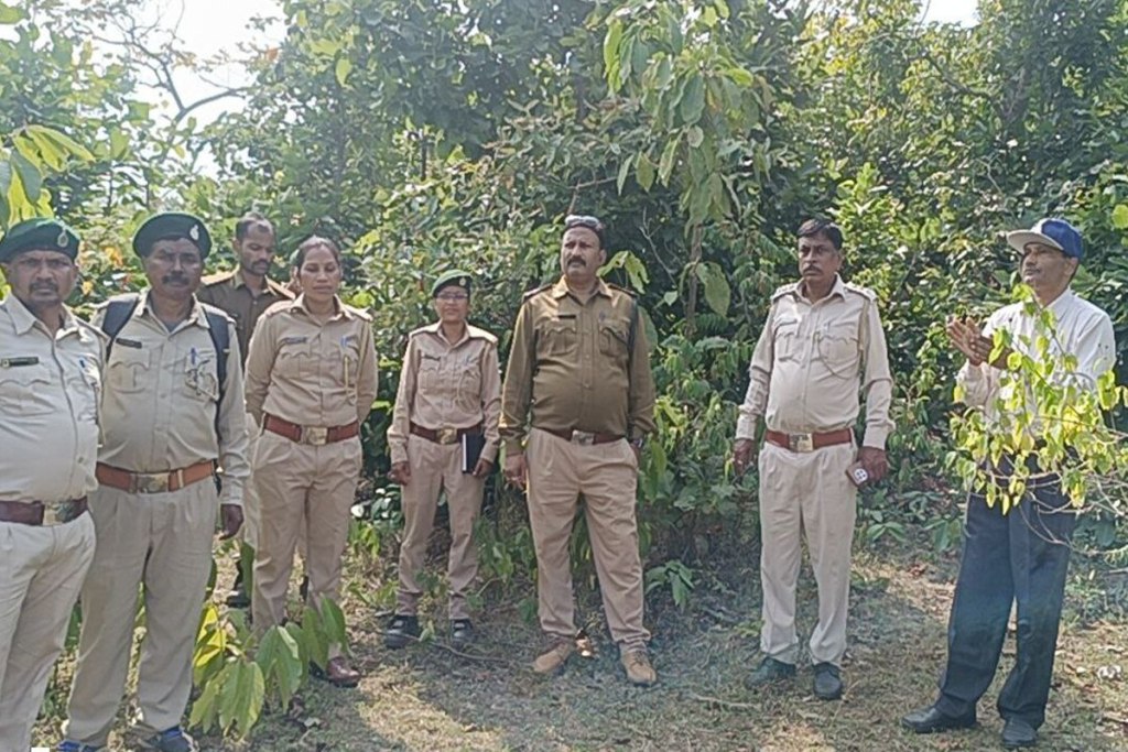 Tiger in Surajpur