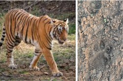 CG Tiger news: खेत में बाघ के पंजों के निशान देख सहमे लोग, विशेषज्ञ कर रहे फुट
प्रिंट्स की जांच - image