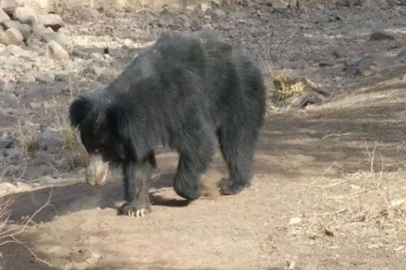 Villagers are in panic due to arrival of bear in populated area
