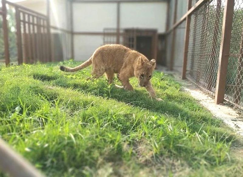 विश्व की पहली व्हाइट टाइगर सफारी मुकुंदपुर में अब सैर-सपाटा हुआ महंगा