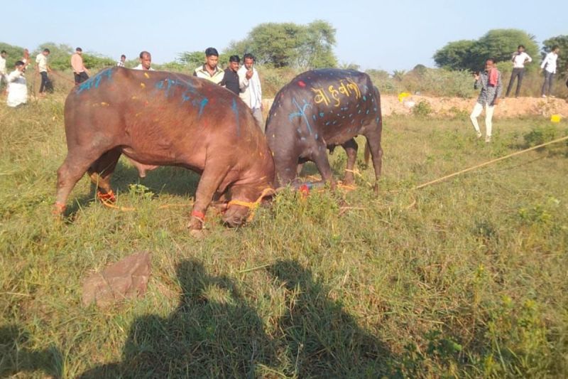 Pratapgarh News chotisadaripada-dangal