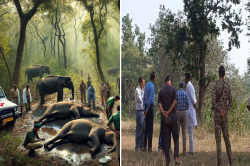 10 हाथियों की मौत के बाद वन मंत्री और अधिकारी पहुंचे बांधवगढ़, खेत व गांव का
किया निरीक्षण - image