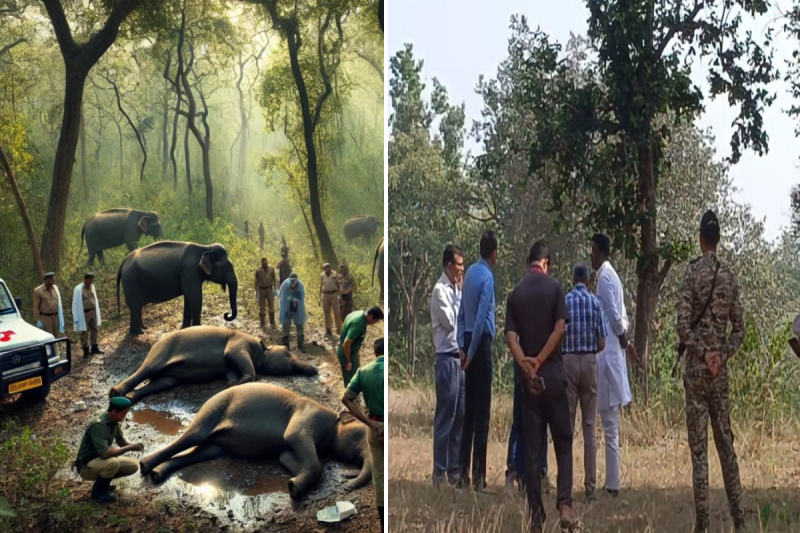 bandhavgarh elephant death
