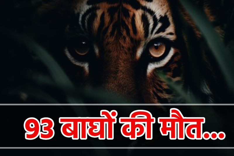 bandhavgarh tiger reserve news