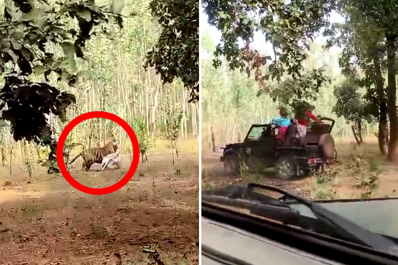 Bandhavgarh Tiger Reserve