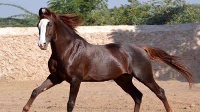 प्रतीकात्मक फोटो