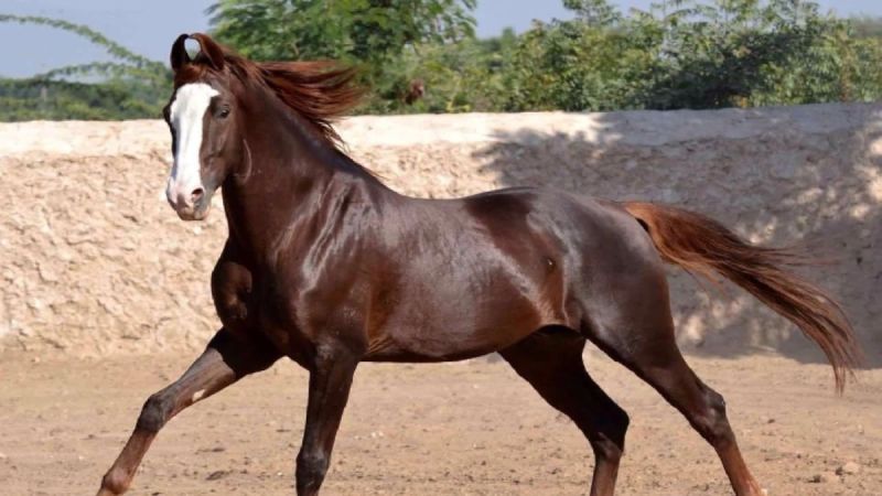 प्रतीकात्मक फोटो