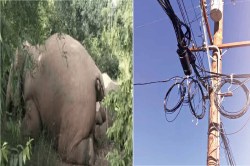 CG Elephant News: बिजली के खुले तारों की चपेट में आकर जा रही हाथियों की जान,
वन्यप्राणी प्रेमीयों का दिखा आक्रोश - image