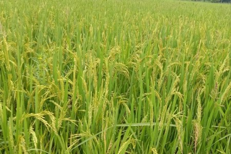 Pm Crop Insurance