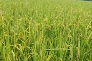 Pm Crop Insurance