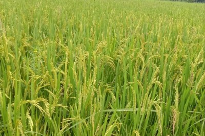 Pm Crop Insurance