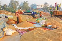 15 हजार कर्मचारियों पर सरकार की सख्ती! हड़ताल पर एस्मा, धान खरीदी रोकने पर नौकरी खतरे में...(photo-patrika)