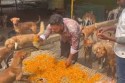 Chhattisgarh Diwali 2024: Dogs Worshipped in First-Ever Kukur Tihar Celebration