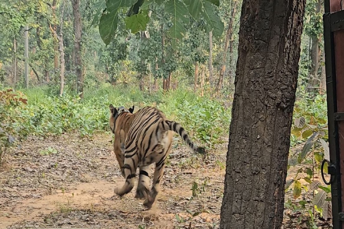 Tiger in CG: तमोर पिंगला में सुनाई देगी रेस्क्यू किए गए बाघ की दहाड़, वन विभाग ने
टाइगर रिजर्व में छोड़ा